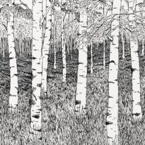 Aspen Grove, Ink on paper