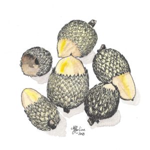 Ink and Watercolor Painting of five acorns and an acorn hat