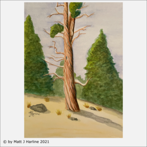 Bristlecone Pine 02