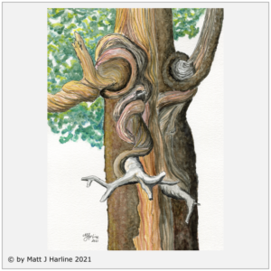 Ink_watercolor_bristlecone_pine