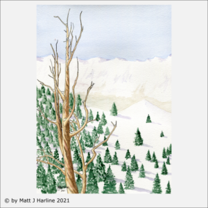ink-watercolor-bristlecone-pine-in-winter