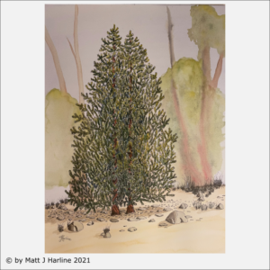 Twin Bristlecone Pine Trees