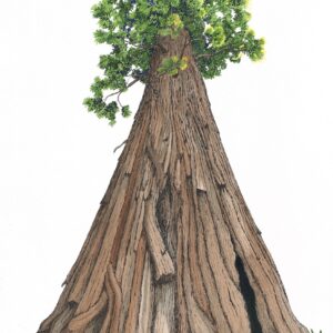 Tall Coast Redwood looking up from the ground to the top of the tree.