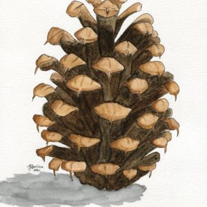 Ink and Watercolor painting of a bristlecone pine cone