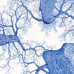 Peering skyward in the winter through oak tree with three trunks