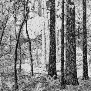 Ink Drawing of Muir Woods redwood trees contrast between Sunlight and Shadow