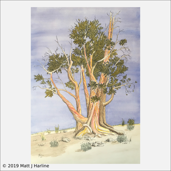 ink-watercolor-bristlecone-pine