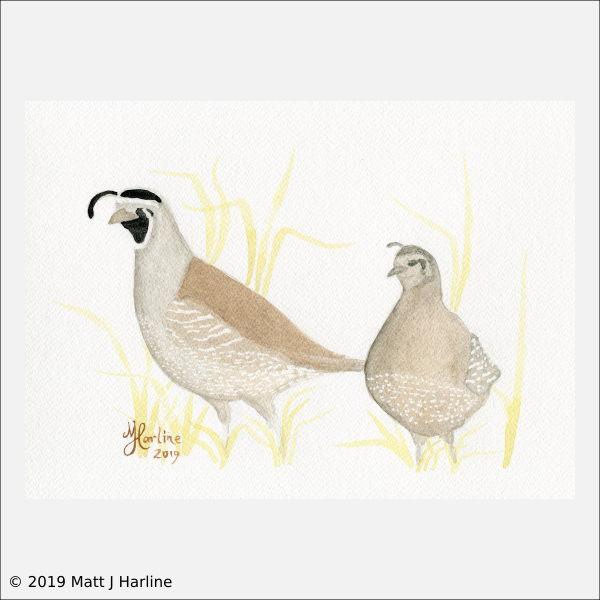 watercolor_california_quail