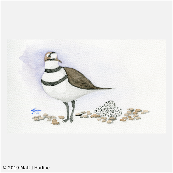 Killdeer