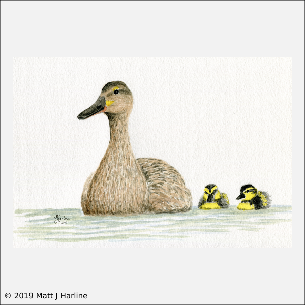 watercolor_mallard_ducklings
