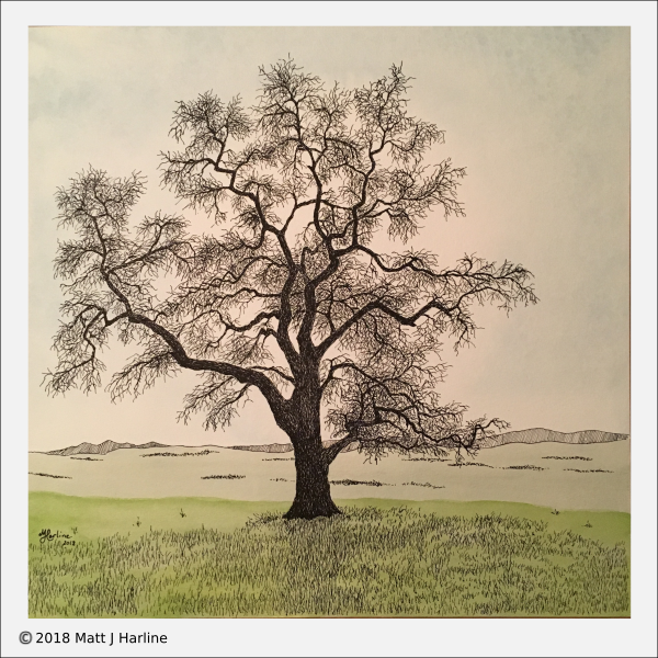 winter oak on Table Mountain